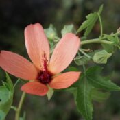 Higuereta (Navaea phoenicea)