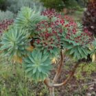 Tabaiba mejorera (Euphorbia atropurpurea)