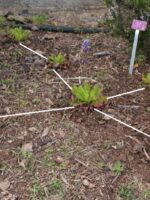 Estudio de marcos de plantación con siempreviva (Limonium macrophyllum)