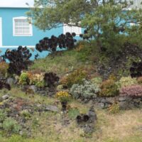 Coexistencia de bejeques endémicos (Aeonium spp.) con híbridos de jardinería. Villa de Mazo. La Palma