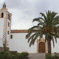 Palmera canaria (Phoenix canariensis). Plaza Santa María. Betancuria. Fuerteventura