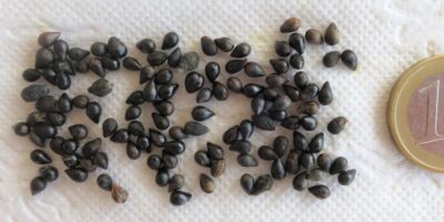 Colecta de semillas de torvisco (Daphne gnidium)