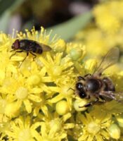 Mosca califórido (Stomorhina lunata) y abeja común (Apis mellifera) sobre flores de bejeque arbóreo (Aeonium arboreum)