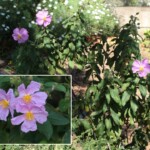 Amagante de pinar (Cistus symphytifolius)