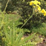 Cerrajón de monte (Sonchus acaulis)