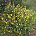 Codeso de monte (Adenocarpus foliolosus)