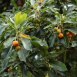 Madroño canario (Arbutus canariensis)
