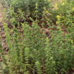 Orégano silvestre (Origanum vulgare subsp. virens)
