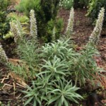 Tajinaste azul de Tenerife (Echium virescens)