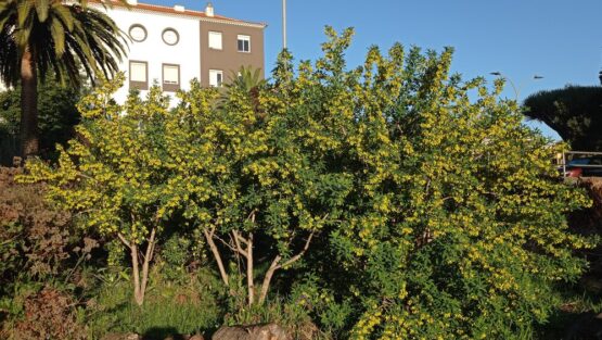 Enero de 2021 Enero de 2021