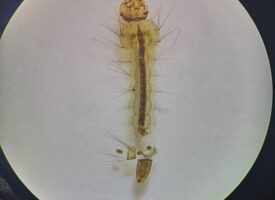 Imágenes del laboratorio de Entomología Médica
