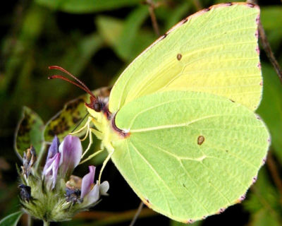 Mariposa