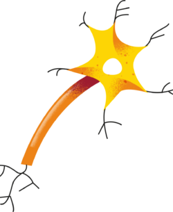 neurona