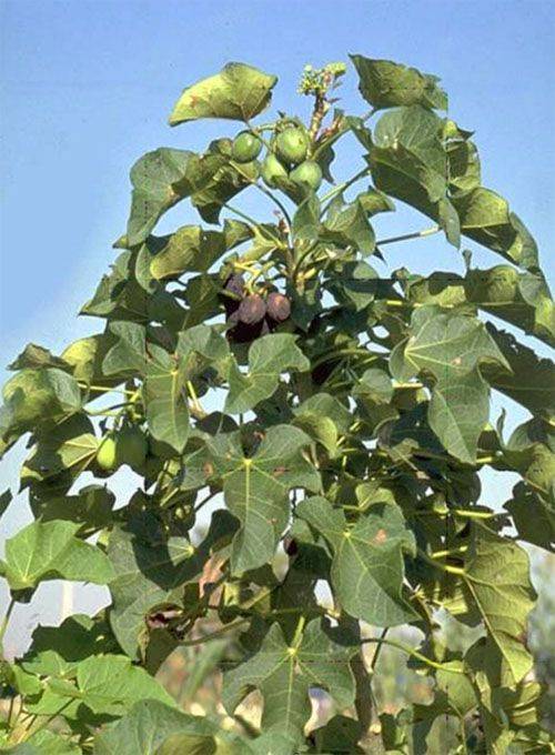 Arbusto de Jatropha curcas.