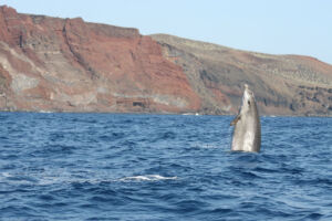 Rara imagen de zifio de Blainville Marine saltando en la Reserva de El Hierro.