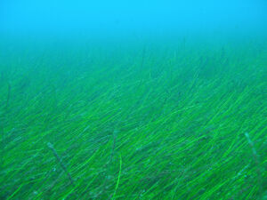 Pradera de Cymodocea nodosa, Gran Canaria