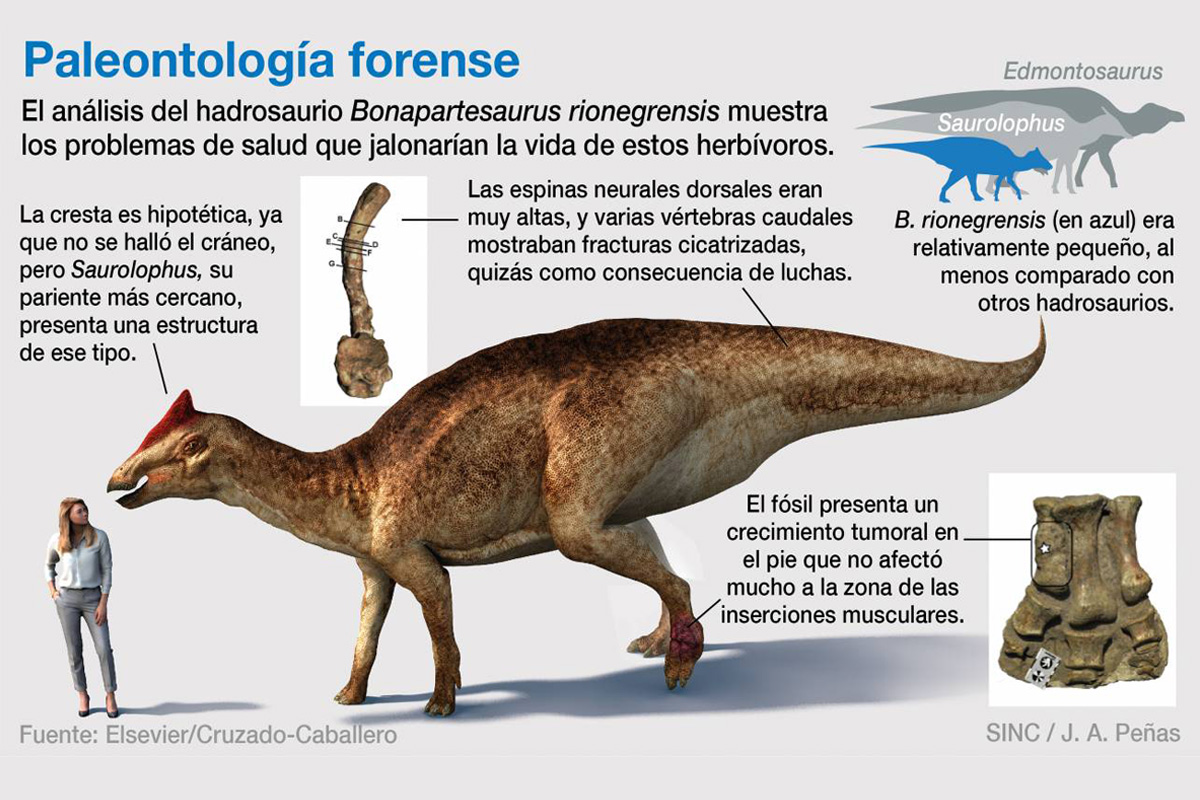 Una investigadora de la ULL publica un estudio sobre la posible muerte de  un hadrosaurio