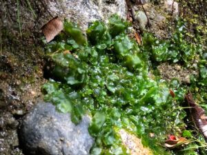 antocerote (un tipo de briófito, emparentado con los musgos)