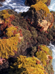 Poblaciones de Gongolaria abies-marina (parda), Gelidium canariense (negra) y Gelidium arbuscula (roja) en el norte de Tenerife. (Cedida por M. Sansón).
