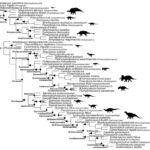 Filogenia de Ornithischia basada en especificadores. Imagen perteneciente al artículo “The phylogenetic nomenclature of ornithischian dinosaurs" publicado en PeerJ (https://peerj.com/articles/12362/#fig-1).