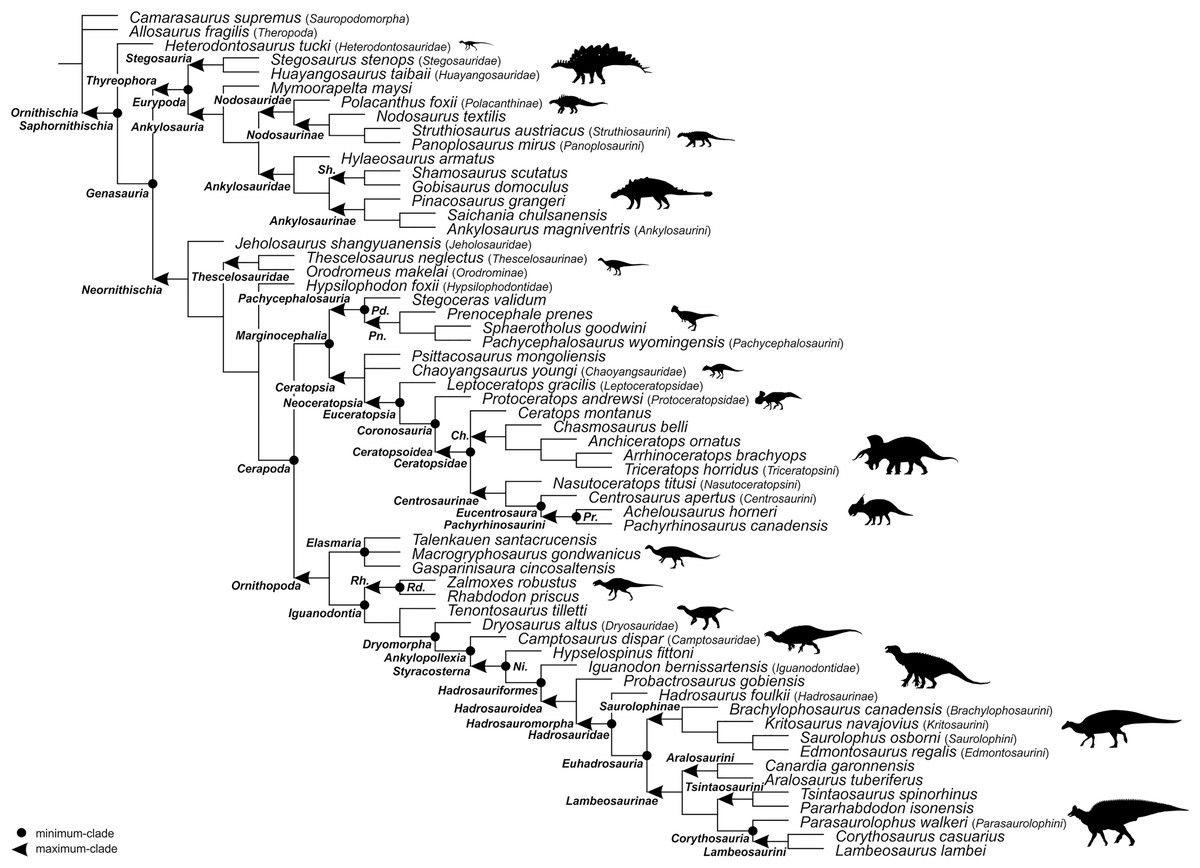 Filogenia de Ornithischia basada en especificadores. Imagen perteneciente al artículo “The phylogenetic nomenclature of ornithischian dinosaurs" publicado en PeerJ (https://peerj.com/articles/12362/#fig-1).