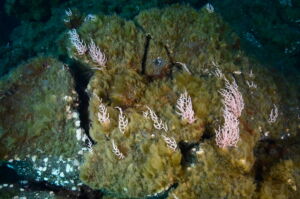 Comunidades de macroalgas primocolonizadoras en los deltas lávicos submarinos. Foto: BotMar-ULL