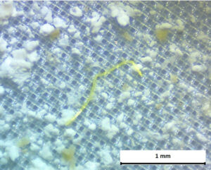 Microfibra hallada en el interior de una lubina.