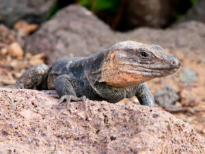 Ejemplar juvenil de la especie de lagarto de Gran Canaria Gallotia stehlini.