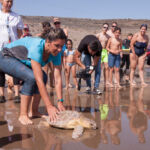 Liberación en el mar de una tortuga en la Playa Grande de Arico, como parte de la actividad de concienciación medioambiental.