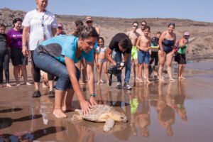 Liberación en el mar de una tortuga en la Playa Grande de Arico, como parte de la actividad de concienciación medioambiental.