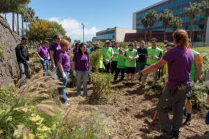 Actividad de limpieza de rabo de gato en una parcela colindante a la Facultad con Derecho.