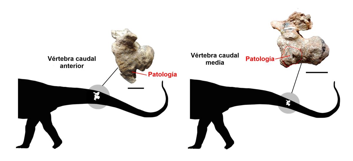 Esquema de las dos vértebras estudiadas y su ubicación en el cuerpo del animal.