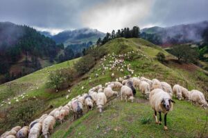 senderos de trashumancia
