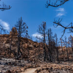 Imagen de archivo de un área del Parque Nacional de El Teide tras un incendio forestal.