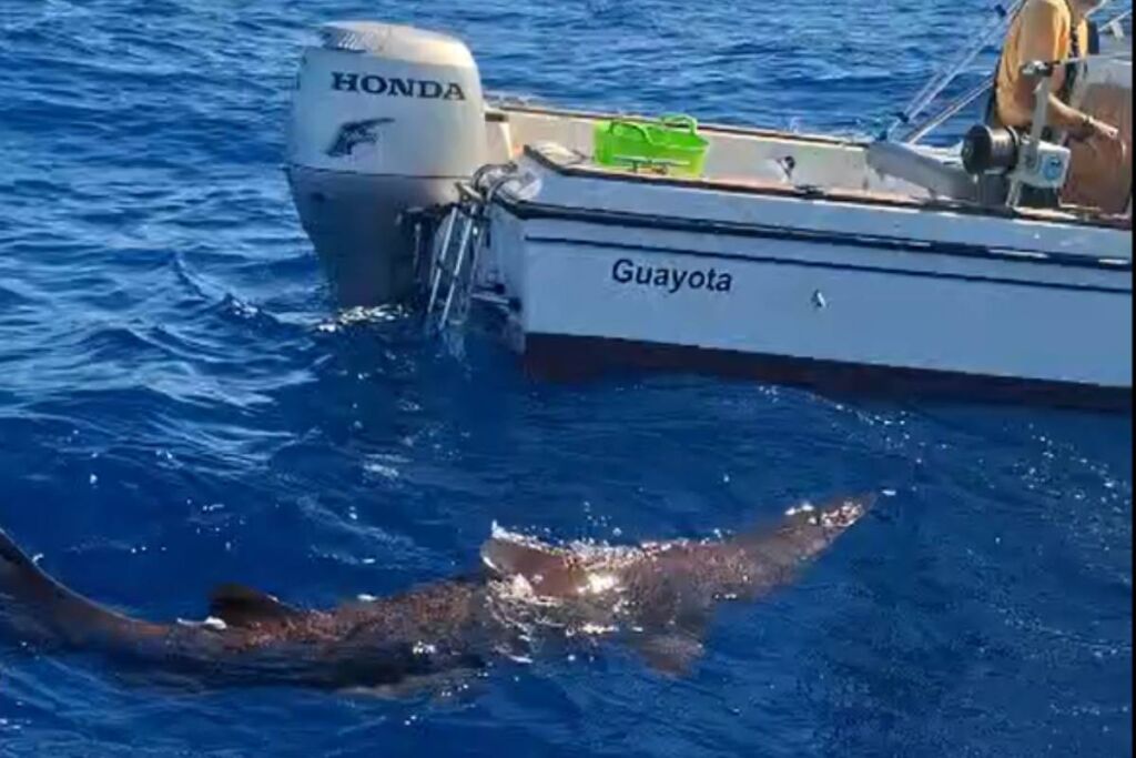 Captura del video que registró la presencia del ejemplar de tiburón duende a 9,5 kilómetros de la costa de Gran Canaria.