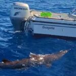 Captura del video que registró la presencia del ejemplar de tiburón duende a 9,5 kilómetros de la costa de Gran Canaria.