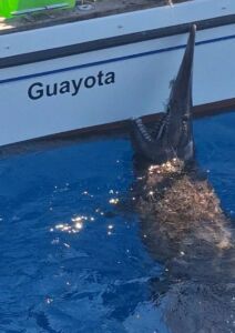 Detalle de la cabeza de Mitsukurina owstoni capturado en el archipiélago canario, en el que se aprecian los rasgos morfológicos diagnósticos: hocico alargado, plano y en forma de hoja, con dientes largos y delgados, y ojos diminutos sin membranas nictitantes.<div>Foto publicada por el equipo investigador en la revista Thalassas.