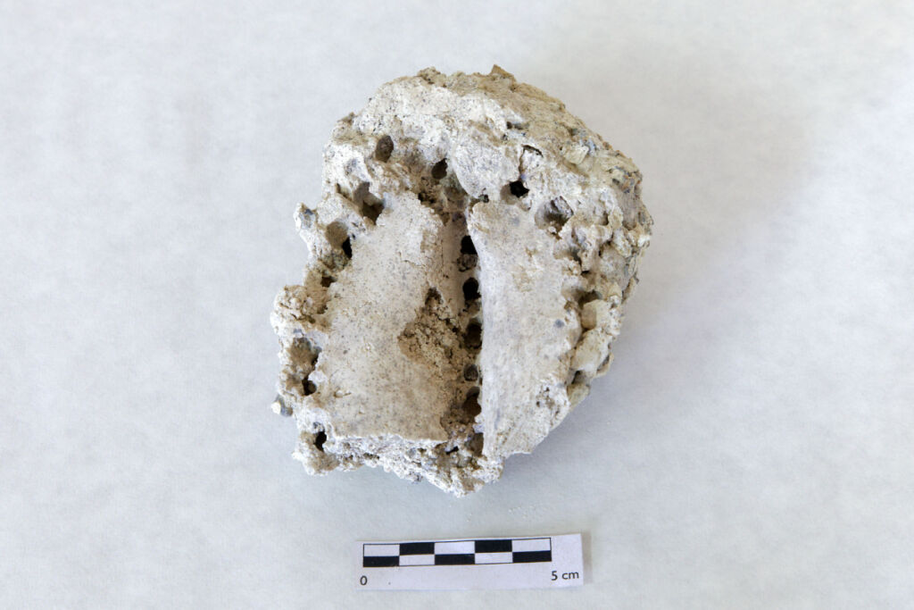 Imagen del fósil del cardón que conserva la inflorescencia.