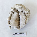 Imagen del fósil del cardón que conserva la inflorescencia.