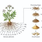 Imagen extraída del estudio con varias de las posibles presentaciones de la valeriana.