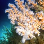 Una de las especies vulnerables de corales estudiadas en este proyecto, la Dendrophyllia ramea.