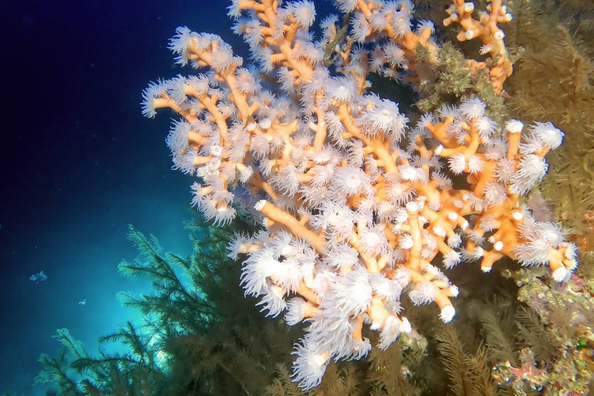 Una de las especies vulnerables de corales estudiadas en este proyecto, la Dendrophyllia ramea.