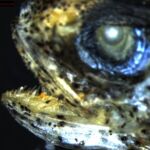 Detalle de uno de los ejemplares de Bregmaceros atlanticus estudiados.