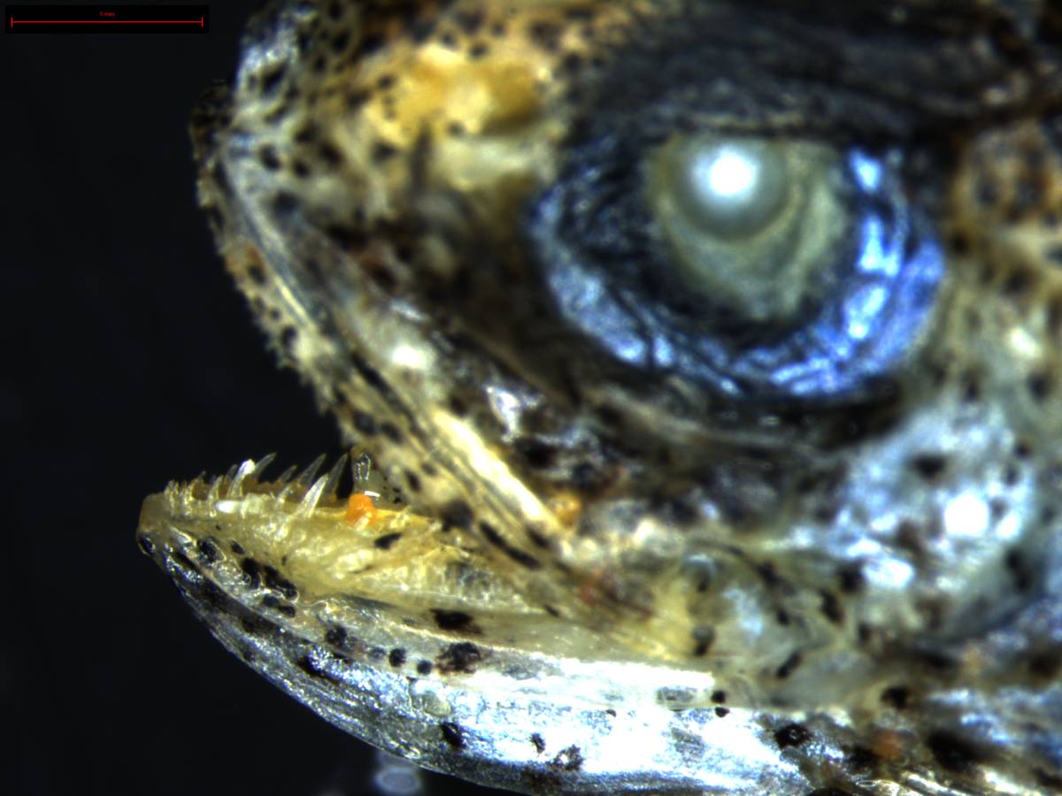 Detalle de uno de los ejemplares de Bregmaceros atlanticus estudiados.
