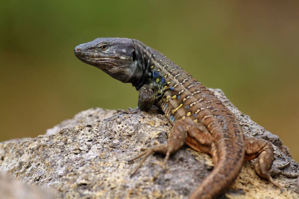 Un lagarto tizón de Tenerife.