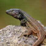 Un lagarto tizón de Tenerife.