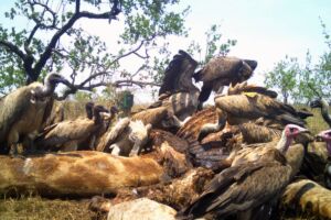 Un grupo de buitres africanos y alimoches sombríos se alimenta de un cadáver de jirafa. Uno de los buitres porta una marca alar identificativa. También se observa una de las cámaras de fototrampeo usadas por los investigadores. Foto: D. Redondo-Gómez y L. Naves-Alegre.