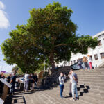 La presentación de la campaña EUTreeTag 2026 en la ULL se desarrolló ante el aguacartero emblemático ubicado en las escalinatas del Edificio Central.