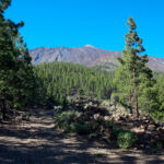 El tabonal de los guanches, con el Teide de fondo.