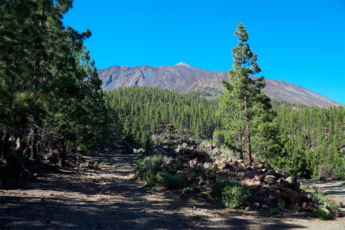 El tabonal de los guanches, con el Teide de fondo.